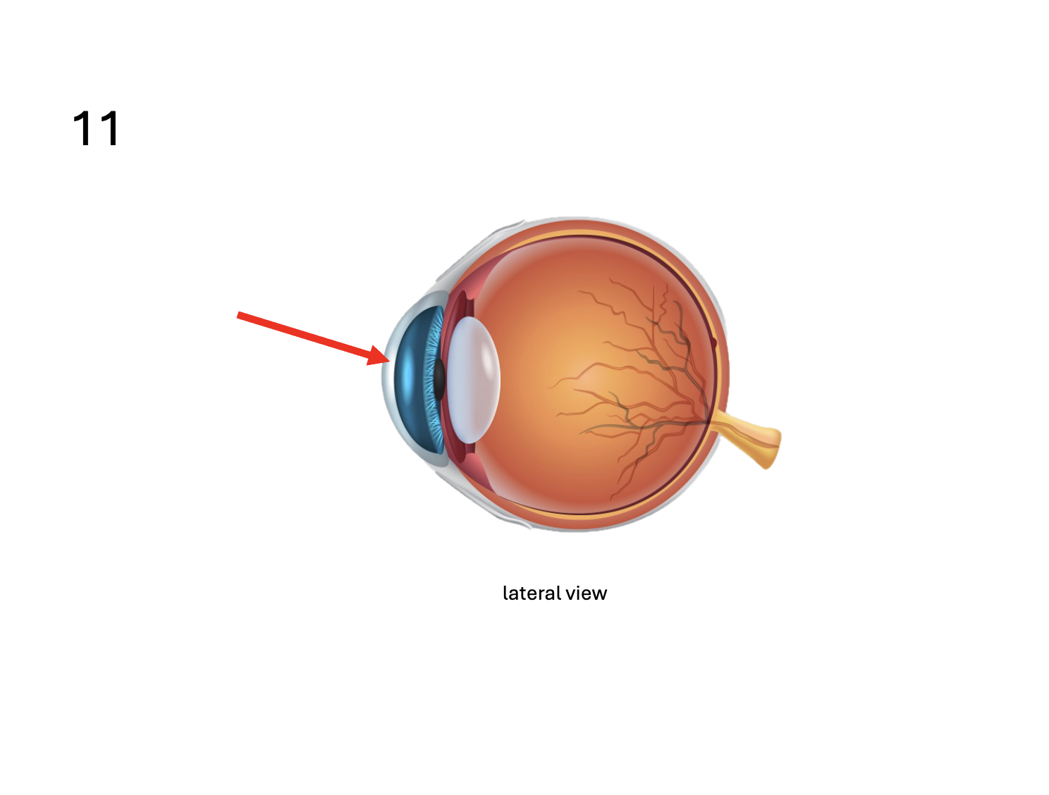 <p>Identify the <strong>membrane</strong></p>