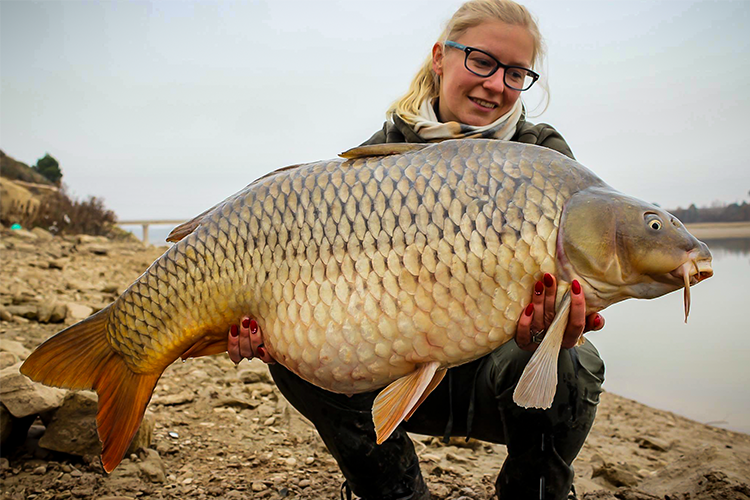 <p>What is the scientific name for Common Carp?</p>
