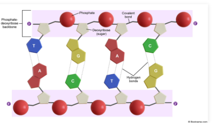 <ul><li><p>Nucleic acid polymerization: Nucleic acids elongate as nucleoside triphosphates (DUMB WAY OF SAYING IT IS A NUCLEOTIDE :p) are continually added to the free 3’ hydroxyl group of the molecule.</p></li></ul><p><strong>ESSENTIALLY, WE ADD STUFF TO THE 3 PRIME HYDROXYL END</strong>. </p>