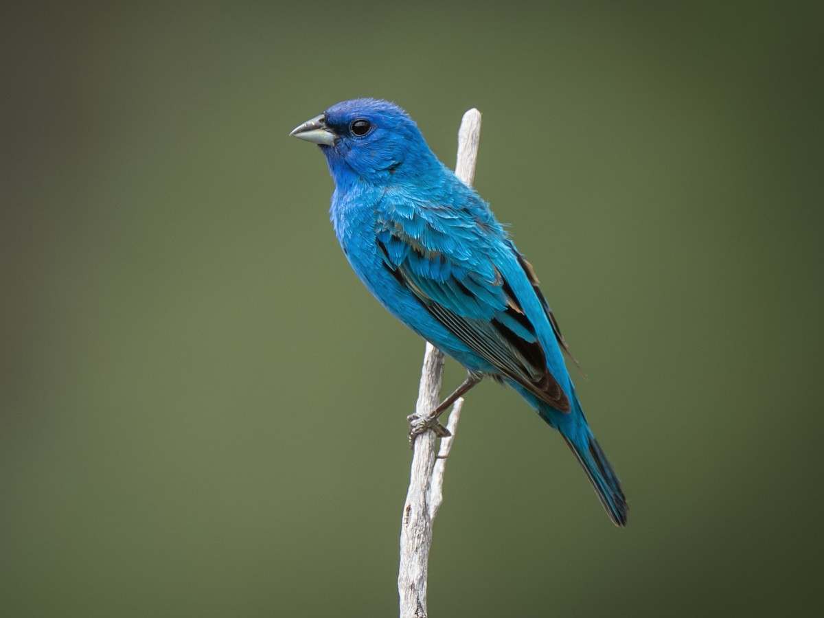 <p>Indigo Bunting</p>