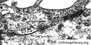 <p>Gap junctions </p>