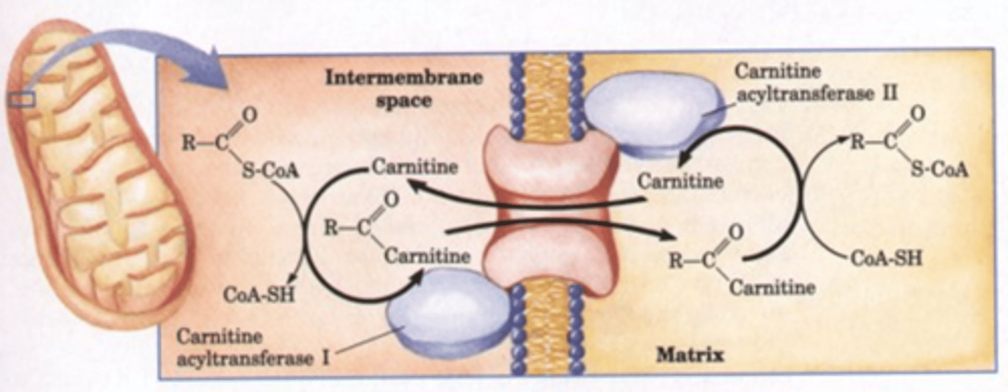 <p>1) The cytoplasmic fatty acid is converted to fatty acyl-CoA (by acyl CoA synthetase)</p><p>2) The fatty acyl group is then transferred to carnitine (by carnitine acyl transferase I)</p><p>3) Fatty acyl-carnitine enters the mitochondria (via acyl-carnitine transporter)</p><p>4) Fatty acyl-CoA is regenerated within the mitochondrion (by carnitine acyltransferase II)</p>