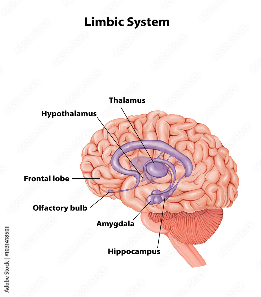 <p>Contains: Hypothalamus, Hippocampus, Amygdala, Thalamus and the Pituitary Gland</p>