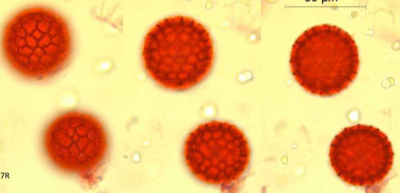 <p>Identify the pollen grains to the <strong>Family, Genus, </strong>and <strong>Species</strong></p>