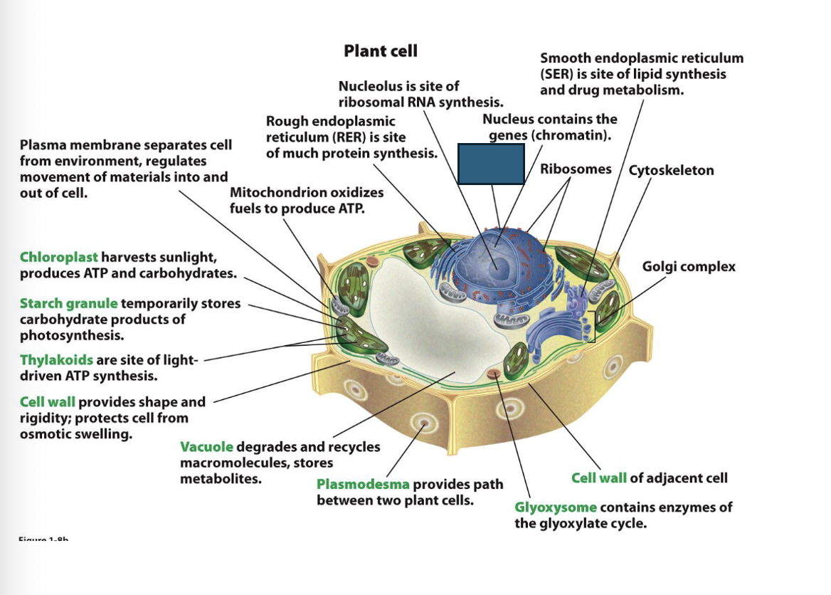 term image