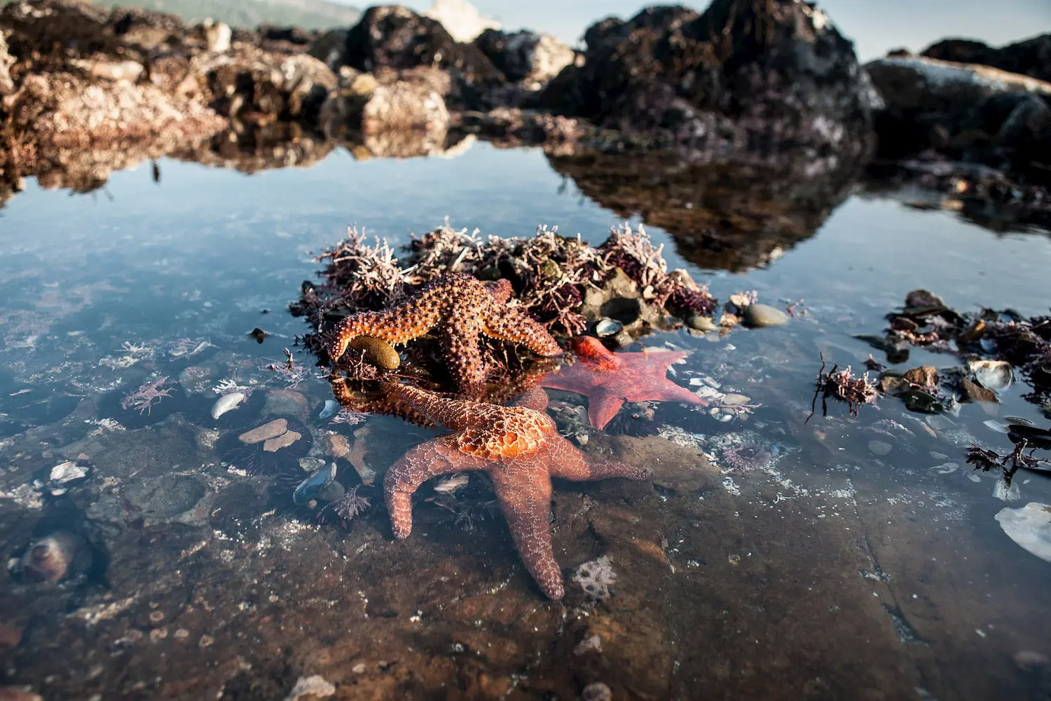 <p>tide pool</p>