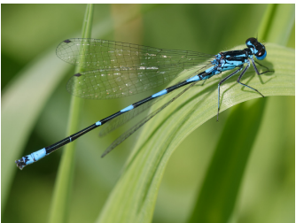 <p>damselfly with long thin abdomen, eyes separate, wingspan 2-4.5cm, wings folded at rest, often a black pattern on abdomen, 3-5cm, green/blue/yellow/orange/purple</p>