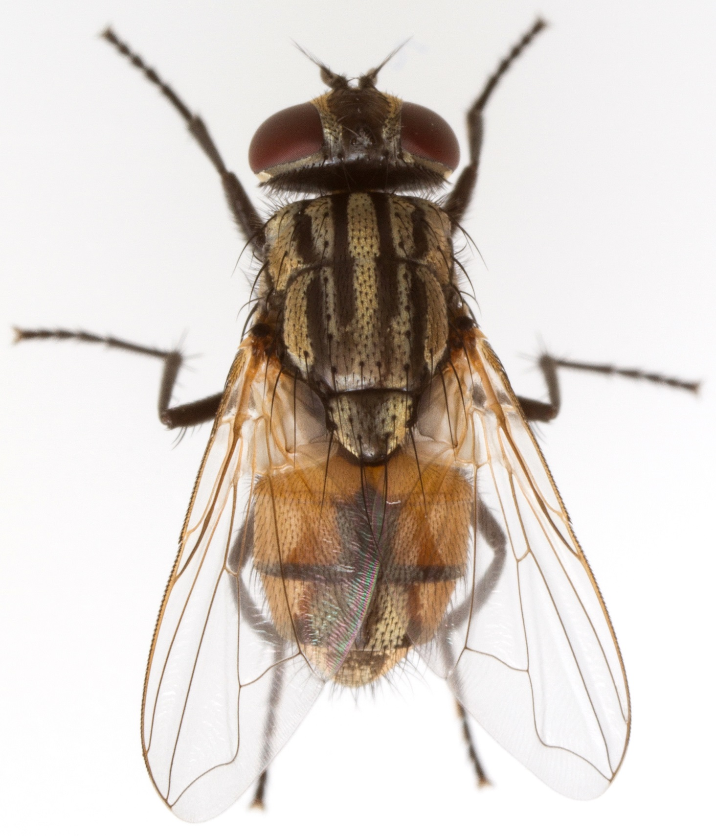 <p>rad:</p><p>druh:</p>