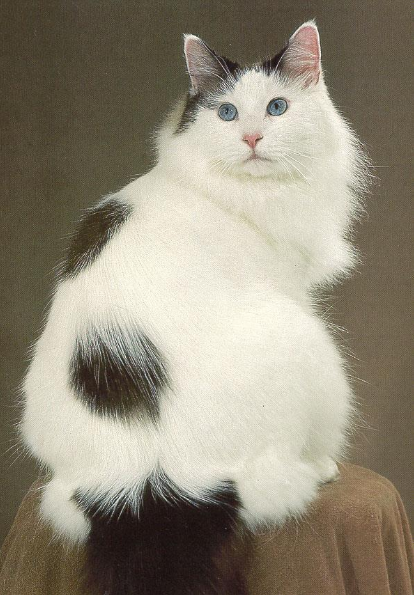 <p>Color on the head and tail only, body mostly white</p>