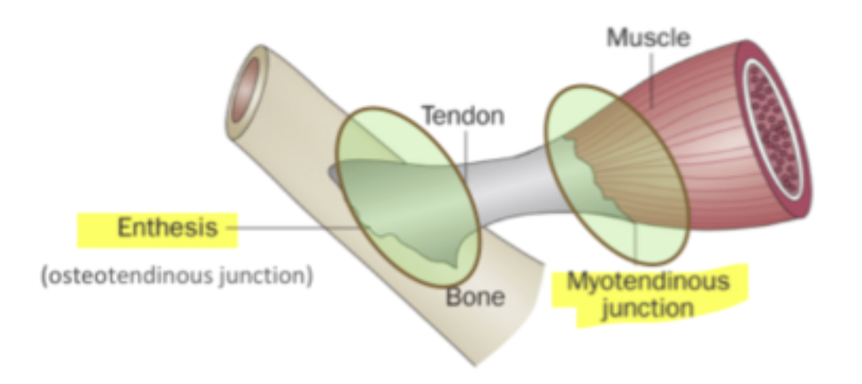 <p>where are the tendons strongest at?</p>