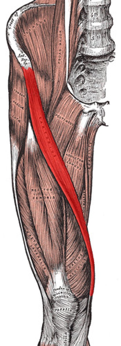 <p>Straplike superificial muscle running obliquely across anterior surface of thigh to knee</p><p>*Flexes, abducts, and laterally rotates thigh; flexes leg</p>