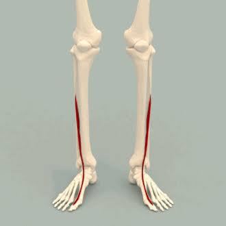 <p>What is the muscle highlighted in red</p>