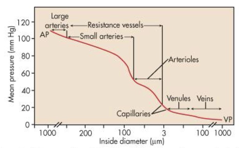 <p>Sharpest drop in arterioles and they determine the whole pressure of the system by having different diameters</p>