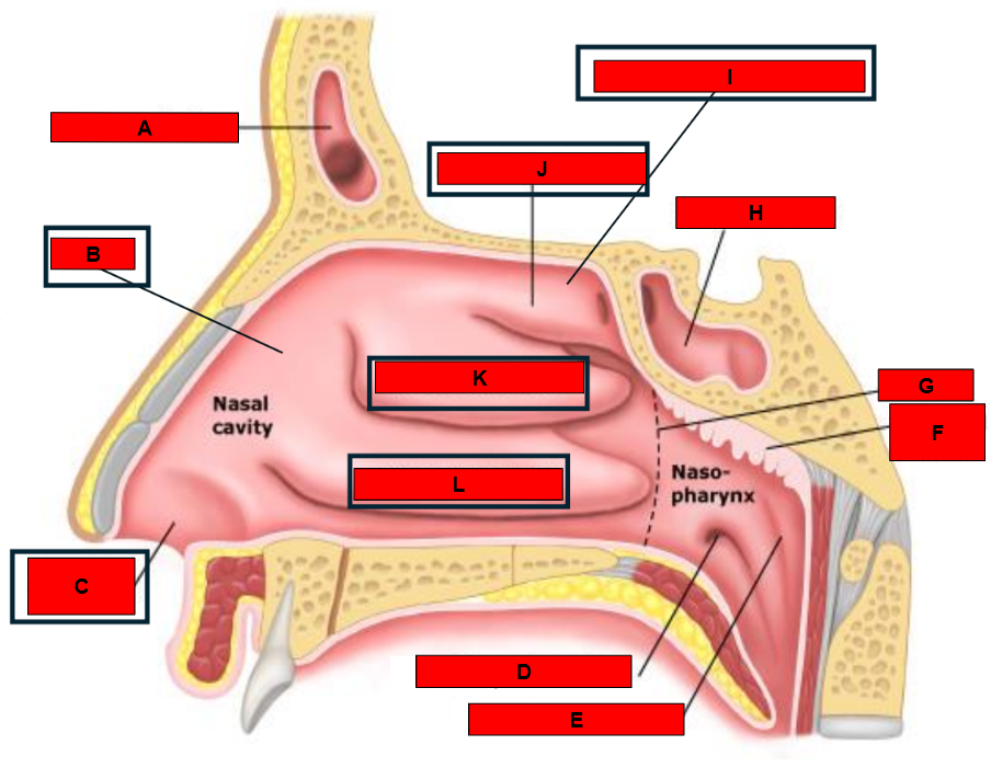 <p>What is indicated by F?</p>