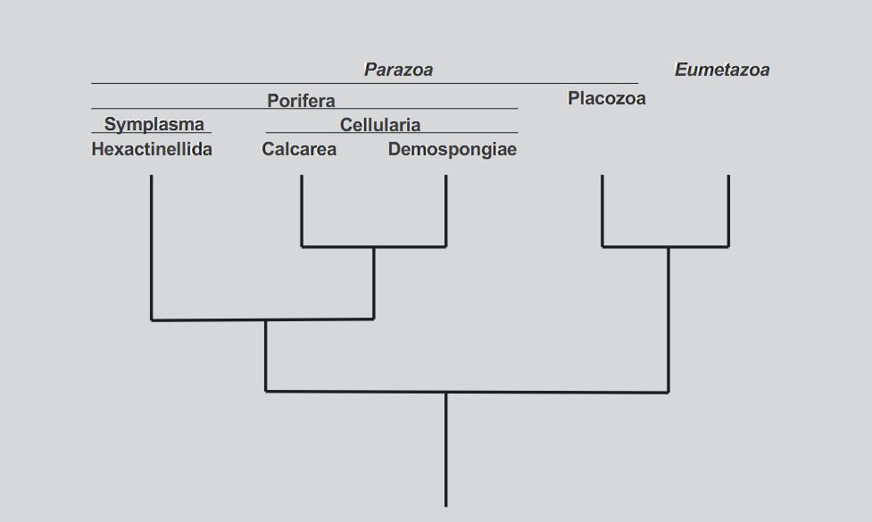 <p>how do you put the characteristics on the map?</p>