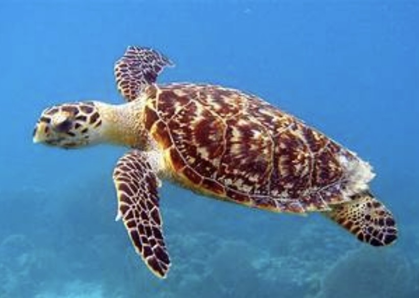 <p>Mottled shells of amber, orange, yellow, red</p><p>Shells commonly have serrated edges w/overlapping scutes</p><p>Hawk-like head</p><p>2 pairs of prefrontal scales, 4 lateral scutes, 2 claws</p><p></p>