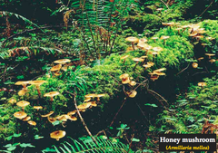<p>-essential decomposers of plant and animal detritis in the environment. </p><p>-economically beneficial as sources of antibiotics</p><p>-used in making foods and in genetic studies.</p><p>adverse effects</p><p>-decomposition of fruits and vegetables</p><p>-human infections</p><p>-mycoses*</p>