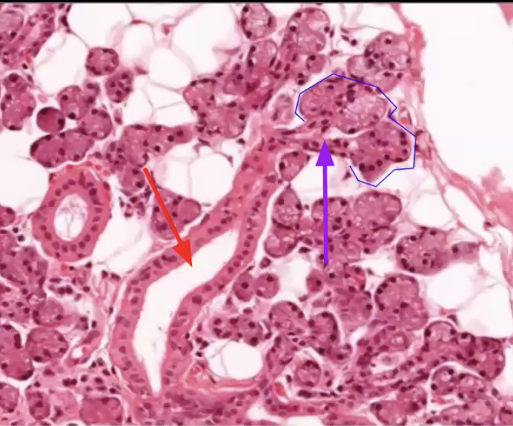 <p><strong>Parotid gland</strong></p><p>Blue: Serous acini</p><p>Purple: Intercalated duct</p><p>Red: Striated Duct</p>