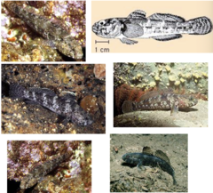 <p>Rock goby</p>