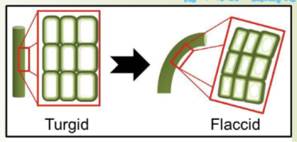 <p><strong>Turgor Pressure: </strong>Supports plant cells and tissues.</p><p><strong><mark data-color="green" style="background-color: green; color: inherit;">Process: </mark></strong><mark data-color="green" style="background-color: green; color: inherit;">How plants build up pressure</mark></p>