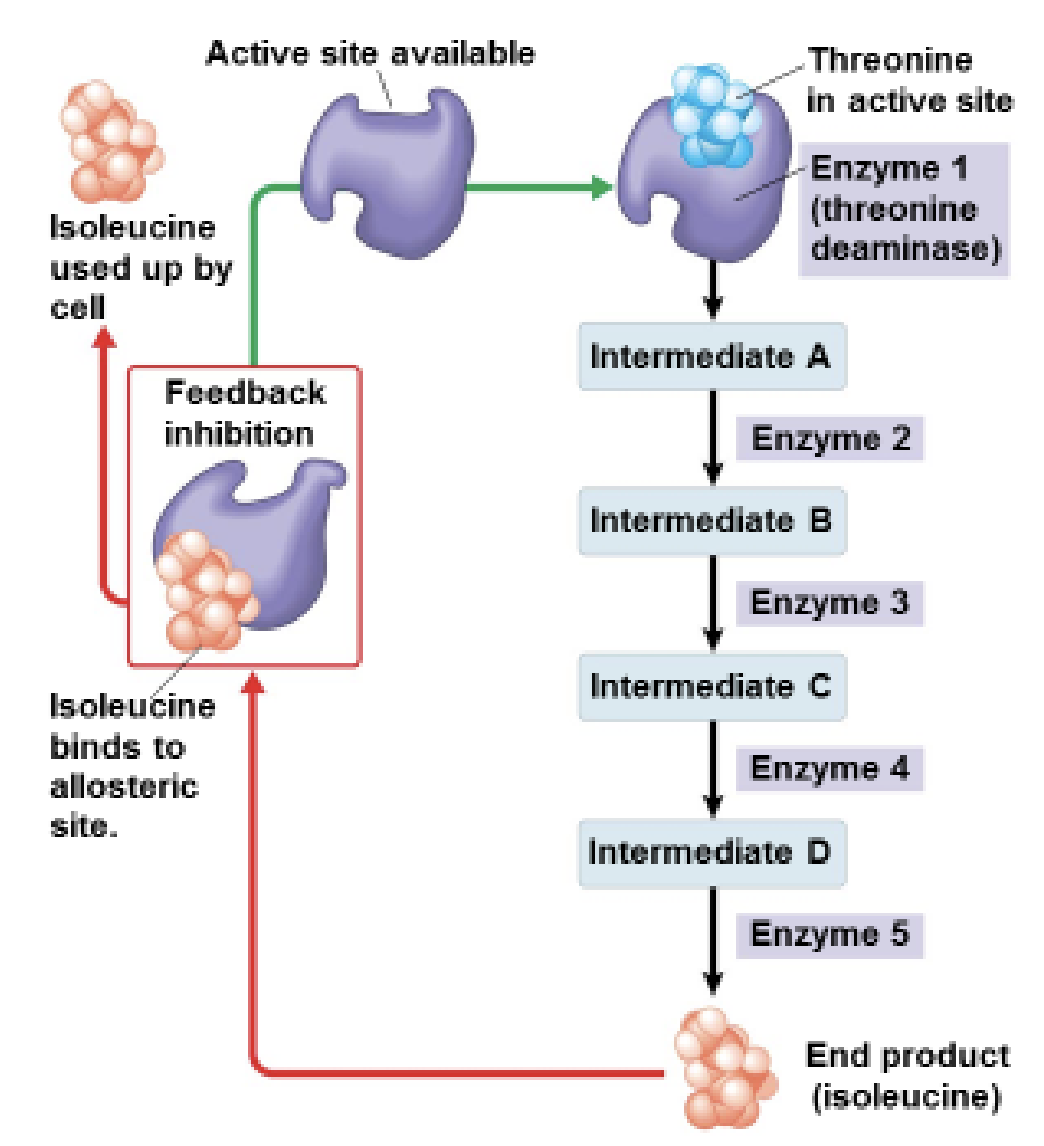 <p>A process where the final product of a reaction pathway shuts down an earlier enzyme.</p><p>This prevents the cell from making too much of that product.</p>