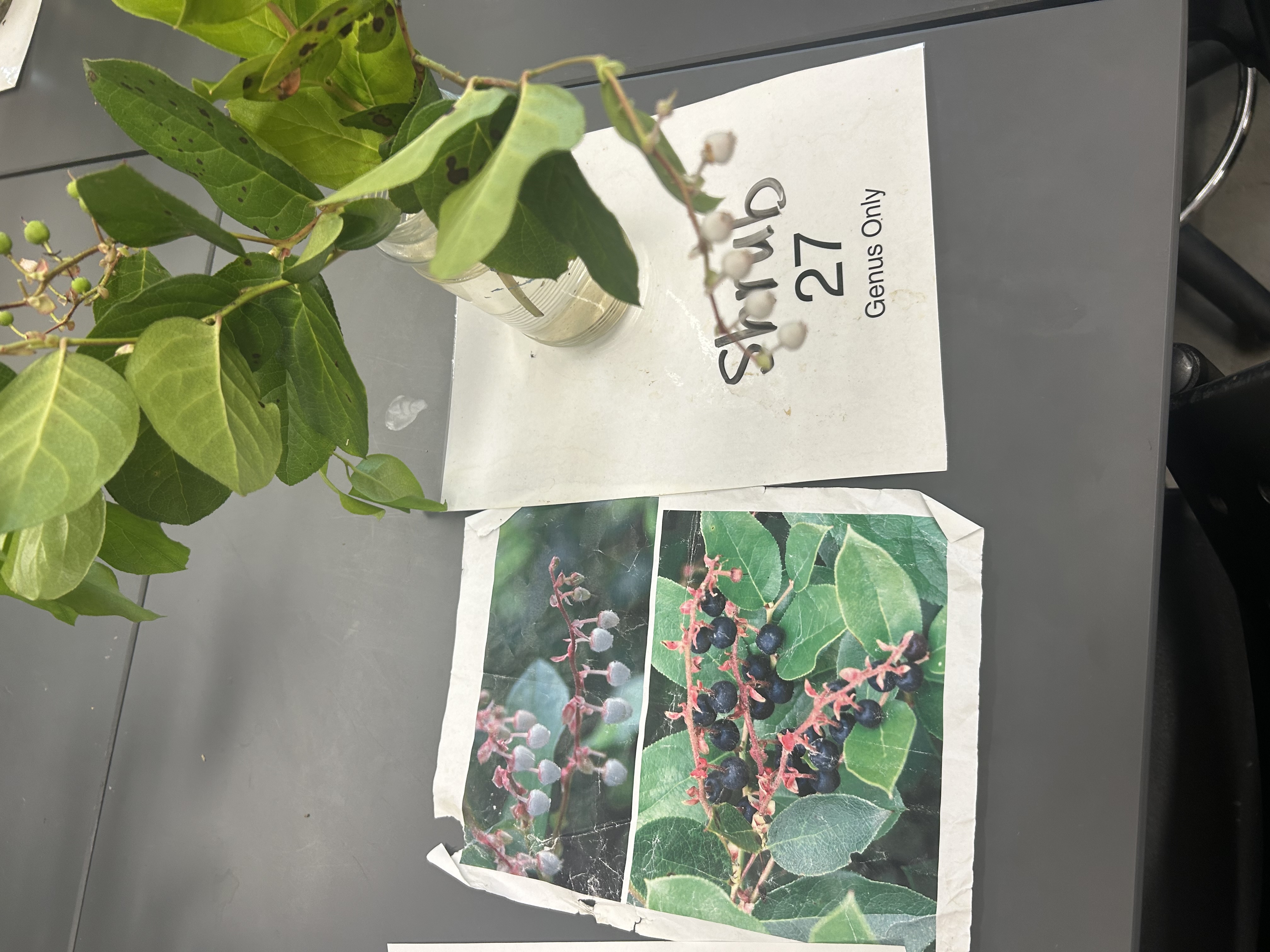 <p>Thick glossy leaves</p>
