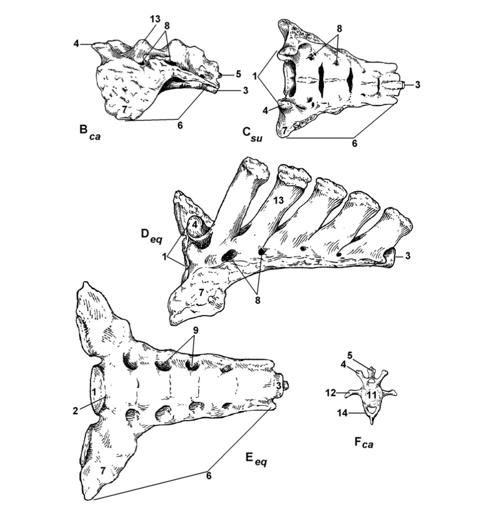 <p>Type the latin name of the part in 3.</p>