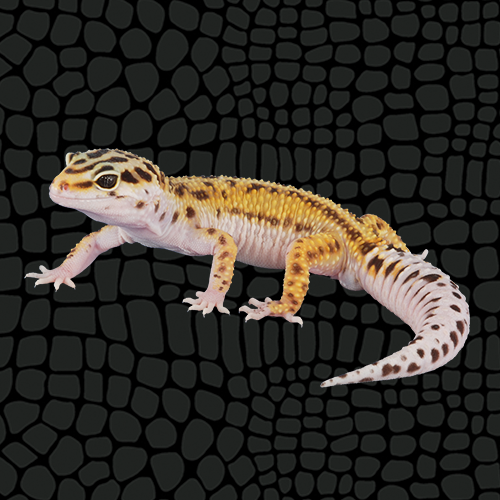 gecko