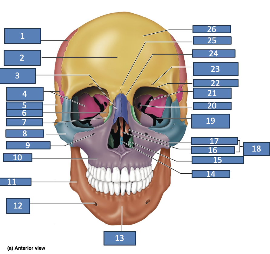 <p>parietal bone</p>