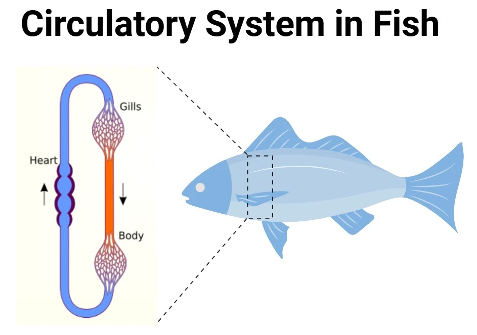 <p>Blood flows: heart → gills (picks up oxygen) → body tissues (delivers oxygen) → back to heart. One continuous loop — no separate pulmonary circuit as in mammals.</p>