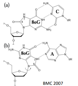 <p>ROS can cause guanine to become 8-oxo-guanine. While the new carbonyl group doesn’t actually interfere with base-pairing, it causes problems in a different way. Usually, the anti conformation around the glycosyl bond is favored - but the new steric clash between carbonyl and ribose oxygen causes for 8-oxo-guanine to favor the syn conformation. This causes for an increase in Hoogsteen base pairing between G and A. After replication, this will generate an A-T. </p>