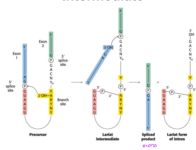 <ol><li><p><strong>lasso</strong>: branch site adenine atks 5’ splice site, freeing exon 1 and forming lariat (2)</p></li><li><p><strong>stitch: </strong>newly freed 3’-OH of exon 1 atks 3’ splice site, joining 2 exons and releasing intron</p></li></ol><p></p><p>generates a branch and forms a lariat (loop) intermediate</p><p></p>