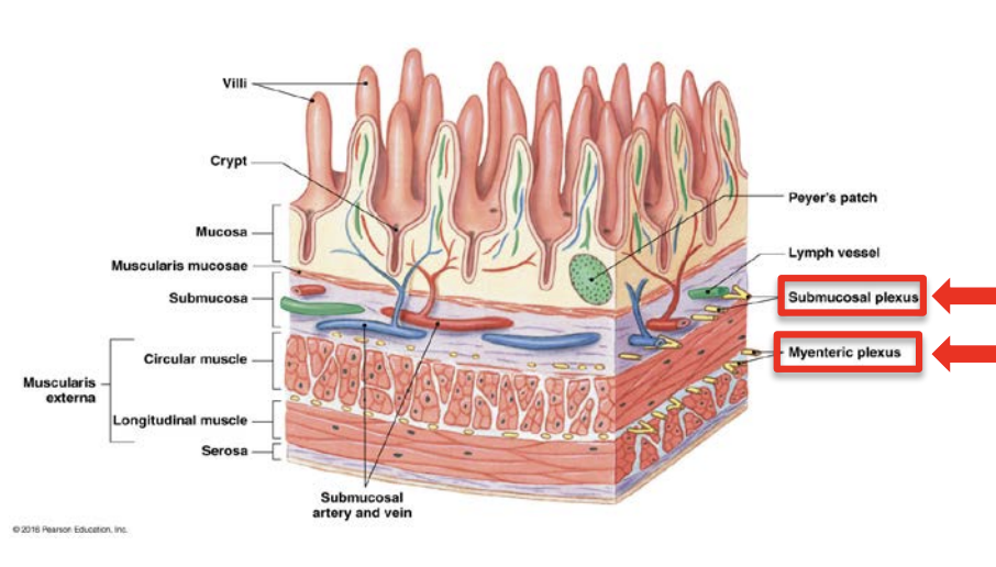 <ol><li><p><strong>Submucosal</strong> plexus – primarily influences secretory <strong>activity</strong></p></li><li><p><strong>Myenteric</strong> plexus – primarily influences <strong>motility</strong></p></li></ol><p>Can cause responses WITHOUT influence from the CNS.</p>