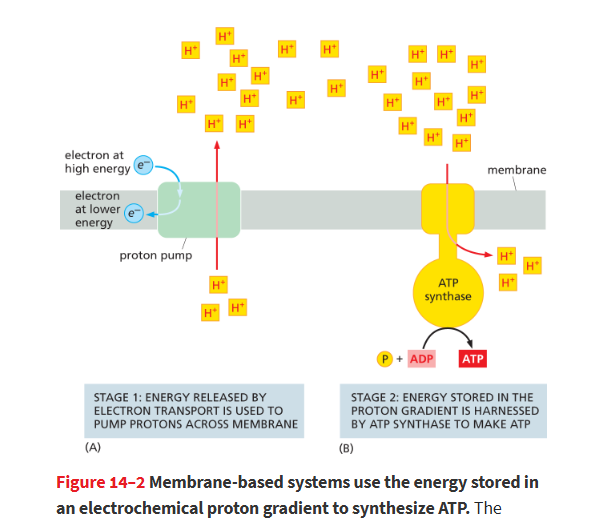 <p>Abundant membrane-associated enzyme complex in e- transport chain that <strong>uses the flow of protons (H⁺) down their gradient</strong> to <strong>power the conversion of ADP + phosphate into ATP</strong></p><ul><li><p> during oxidative phosphorylation and photosynthesis.</p></li></ul><p></p>