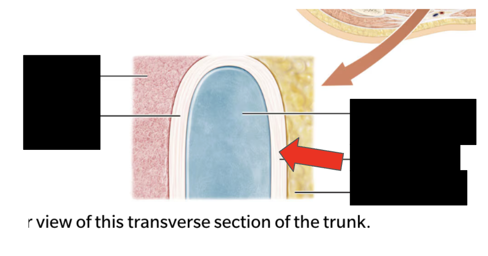 <p>Identify the highlighted structure</p>