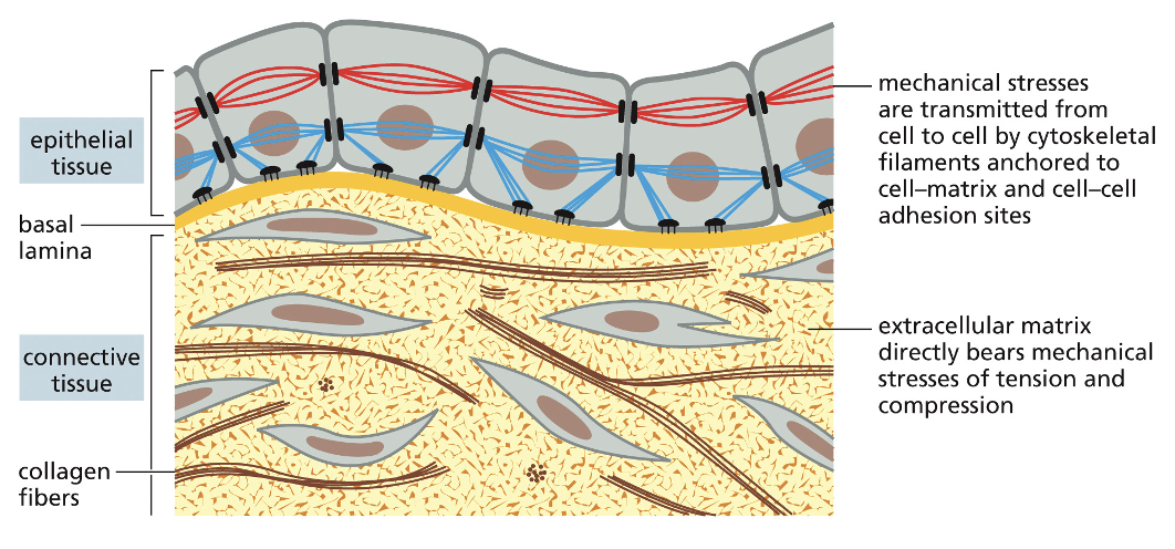 <ul><li><p><strong>Epithelium:</strong> <u>sheets of cells that are </u><em><u>polarized,</u></em><u> </u>with discrete functional domains at opposite ends (apical and basal) of the cells</p></li><li><p><strong>Connective Tissue:</strong> more l<u>oosely organized,</u> in which cells are attached to each other, a rigid scaffold, or both</p></li><li><p>mechanical stresses are transmitted from cell to cell by <strong>cytoskeletal filaments anchored to cell-matrix and cell-cell adhesion sites</strong></p></li><li><p>extracellular matrix <strong>directly bears mechanical stresses of tension and compression</strong></p></li></ul><p></p>