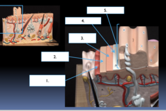 <p>What part of the epidermal skin layer is the section labeled #5?</p>