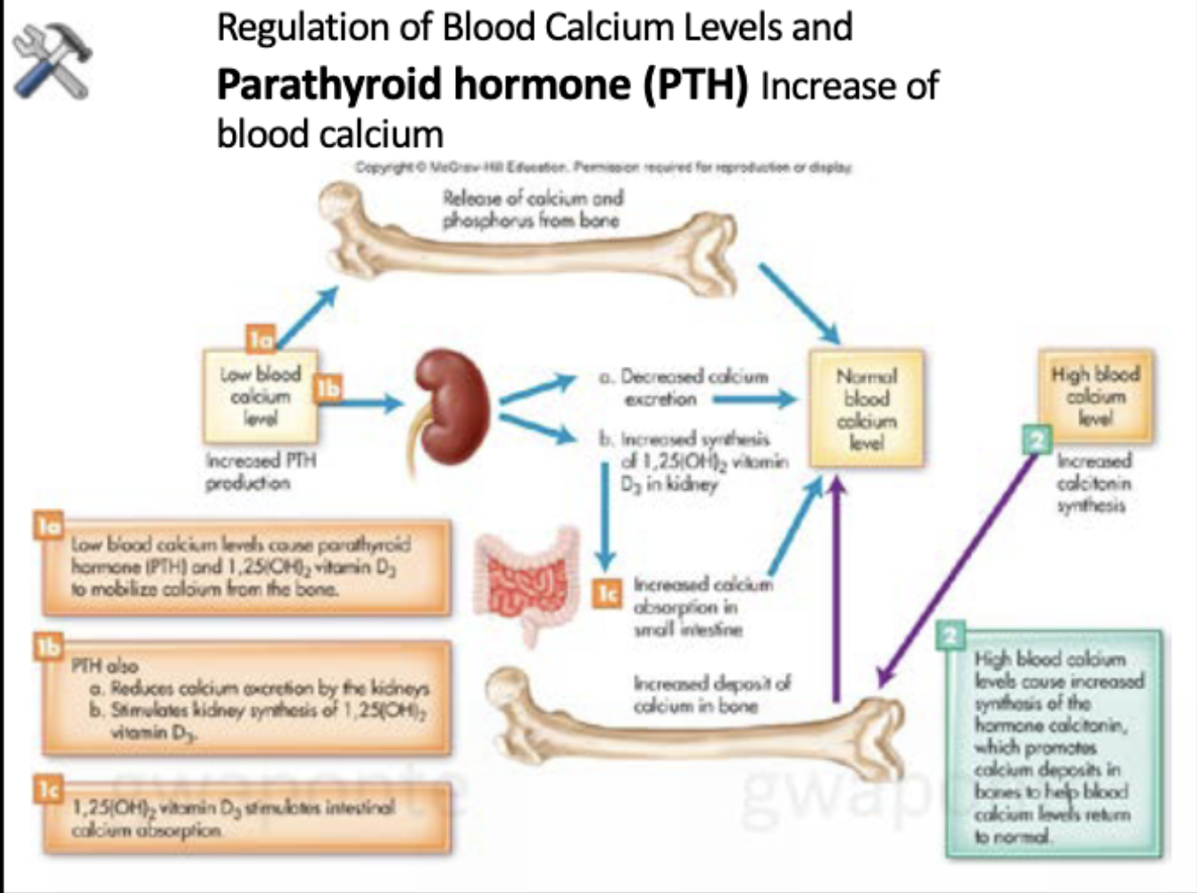 <p>Increases blood calcium. </p>