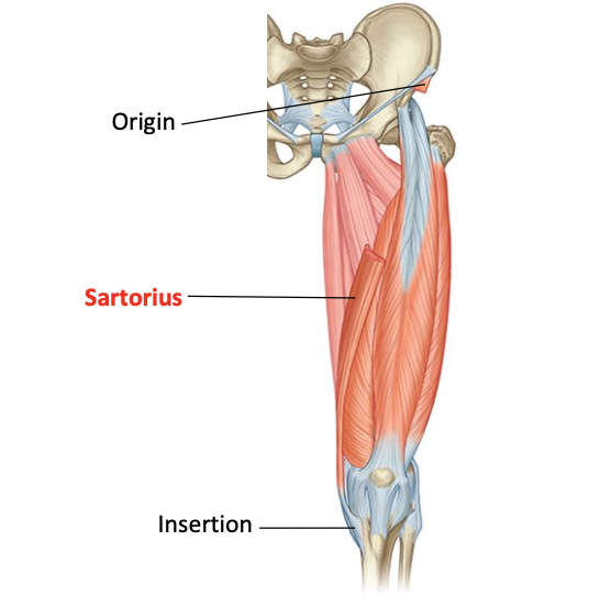 <p>O: anterior superior iliac spine</p><p>I: anteromedial surface of proximal tibia</p><p>Nerve supply: femoral nerve</p><p>Nerve roots: L2, L3</p>