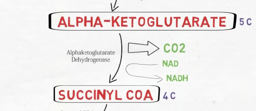 <p>Isocitrate ---> alpha-Ketoglutarate. Enzyme: Isocitrate Dehydrogenase. Cofactor: NAD+ -> NADH + CO2. Importance: Rate-limiting & irreversible step. First oxidation and carbon-loss step, producing NADH and releasing CO2. Activated by ADP/NAD+; inhibited by ATP/NADH.</p>