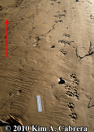 <p>Bounders. Most species move with a loping gait that produces paired tracks or groups of 4. <strong>Pair of front paws together close to pair of rear paws together</strong>. The rear tracks are close to, or sometimes cover, the front tracks. </p>