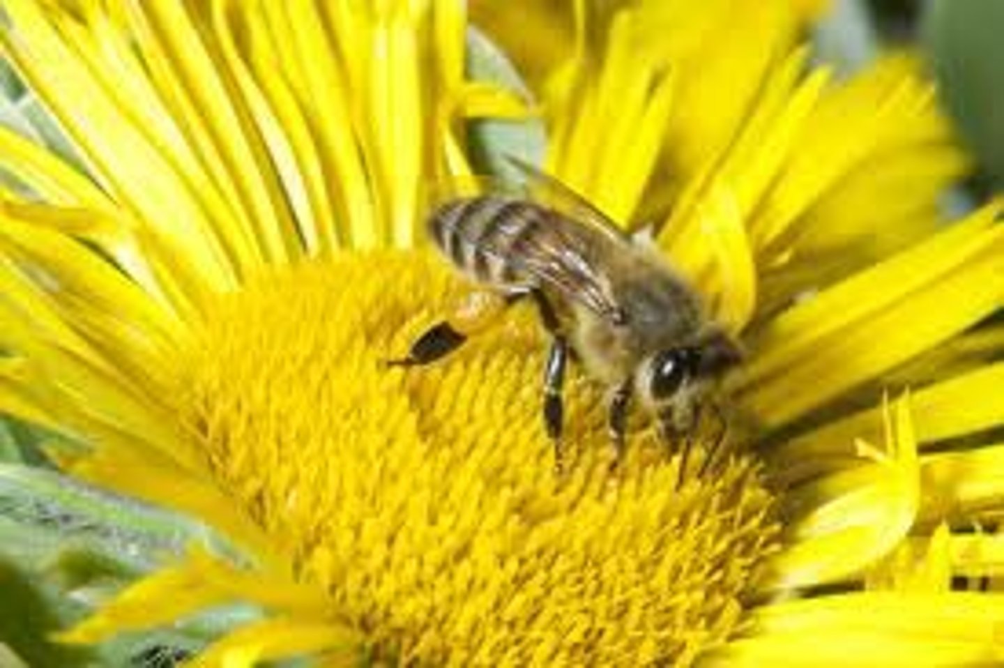 <p>A close relationship between two different species.</p>