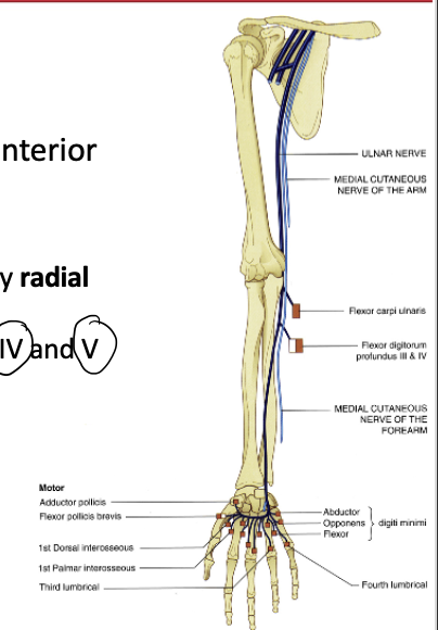 <p><span>supplies the majority of the <strong>anterior compartment of the forearm</strong></span></p><ul><li><p><strong>exceptions: </strong></p><ul><li><p><strong><mark data-color="#NaNNaNNaN" style="color: inherit;">brachioradialis </mark>b/c it is <mark data-color="#NaNNaNNaN" style="color: inherit;">lateral → radial nerve</mark></strong></p></li></ul><p></p><ul><li><p><strong><mark data-color="blue" style="background-color: blue; color: inherit;">flexor carpi ulnaris</mark>, </strong>and<strong><mark data-color="blue" style="background-color: blue; color: inherit;"> flexor digitorum profundi  </mark>b/c = <mark data-color="blue" style="background-color: blue; color: inherit;">medial → ulnar nerve</mark></strong></p></li></ul><p></p></li></ul><p></p>