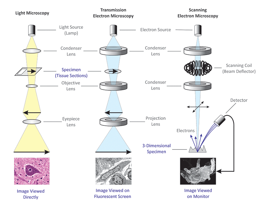 <p>Studies and researched into cytology have increased, particularly after advances in … and the invention of …</p><p class="has-focus">The study has become a major branch called …</p>