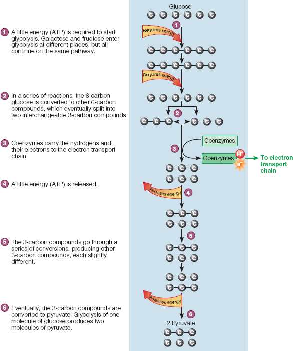 <p>glycolysis and the breakdown of glucose into pyruvate.</p><p><span>NOTE: The cell uses a little energy (−2 ATP) to begin the breakdown of glucose to pyruvate, but then it gains a little more energy (+4 ATP), for a small net gain (+ 2 ATP).</span></p>