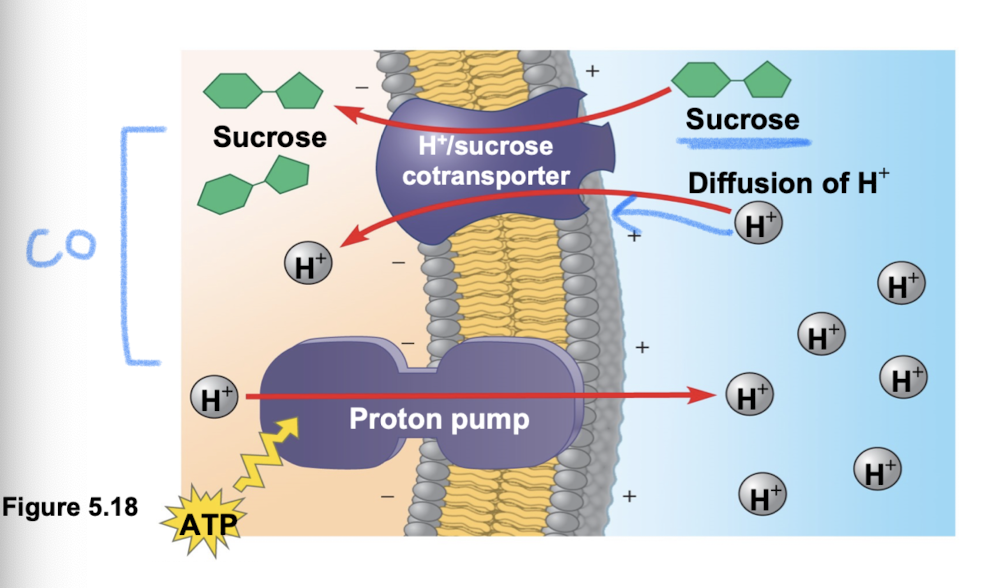 <p>when a transport protein can couple the “downhill” diffusion of solute to “uphill” transport of second solute against its gradient</p><ul><li><p>proton pumps couple hydrogen ion gradient to drive active transport of nutrients (pumped out → low concentration → contransporter brings hydrogen ions back in cell along w sucrose/other)</p></li></ul><p></p>