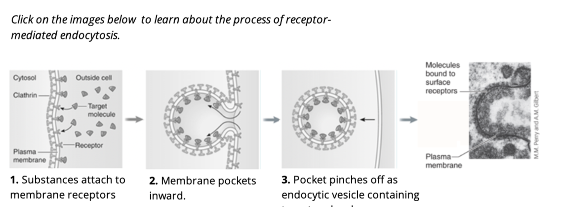 <ol><li><p>Substances attach to membrane receptors </p></li><li><p>membrane pockets inward </p></li><li><p>pocket pinches off as endocytic vesicle containing target molecule </p></li></ol><p></p>