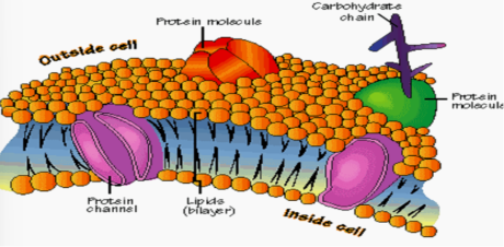 <p>most abundant lipids in the plasma membrane</p><ul><li><p>hydrophillic heads </p></li><li><p>hydrophobic tails</p></li></ul><p></p>