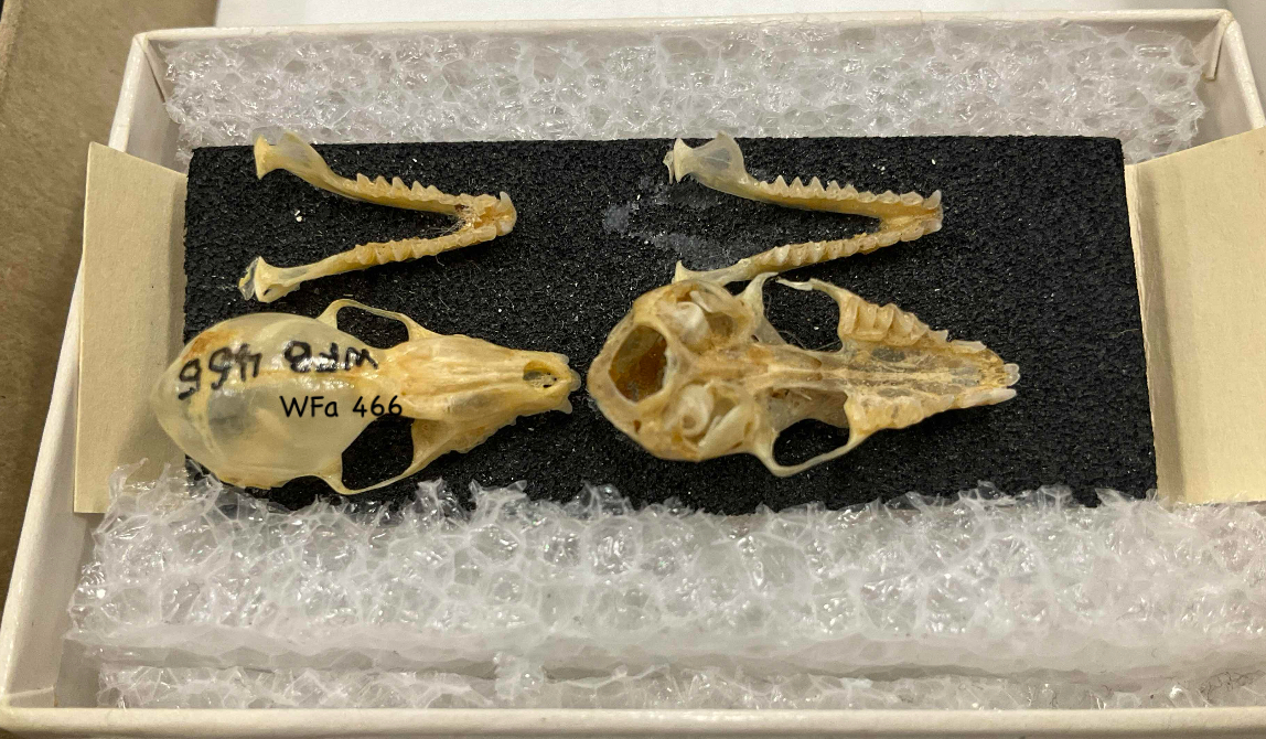 <p>Family, Order, Infraclass, Subclass</p><p>-two palatal foramina</p><p>-narrow or blunt skulls</p><p>-no postorbital process</p><p>-tail may or may not be free</p><p></p>