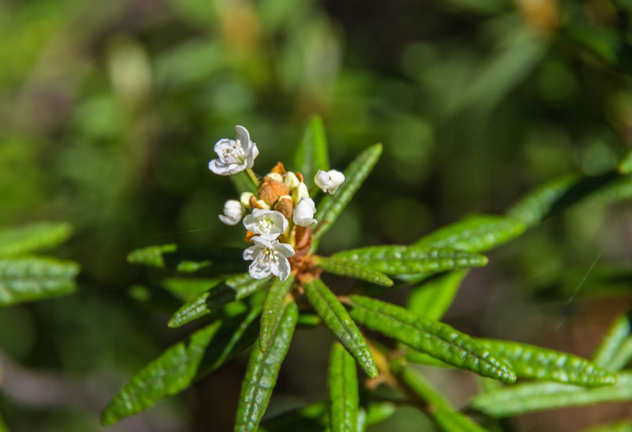 <p>Labrador-tea (Waboskikibug)</p>